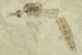 Detailed Crane Fly (Tipulidae) Fossil - Green River Formation #360074-1